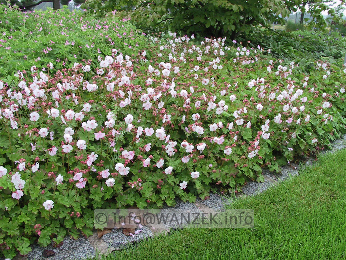 Geranium cantabrigiense Harz 004.JPG